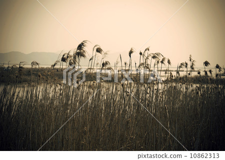 Lonely reed background 10862313