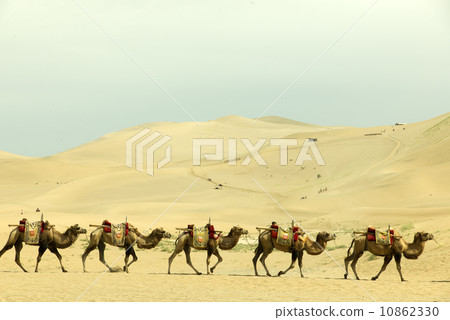 Chinese Dunhuang Camel 10862330