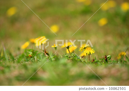 Hidamari no Tanpopo 10862501