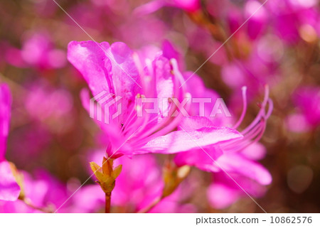 Mitsubata azalea flower language: peace Rhododendron dilatatum 10862576