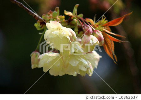 櫻花櫻花 10862637