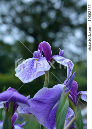 Exhibition of iris violet purple Exhibition of iris violet purple 10862825
