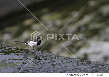 Seguro Sekirei（Japnese Pied Wagtail） 10863038