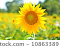 sunflower	 10863389