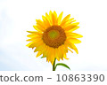 sunflower	 10863390