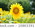 sunflower	 10863391