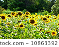 sunflower	 10863392