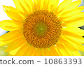 sunflower	 10863393
