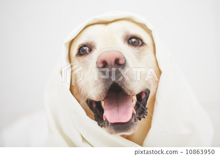 Naughty dog 10863950