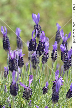  French Lavender 10863971