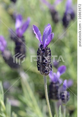  French Lavender 10863972