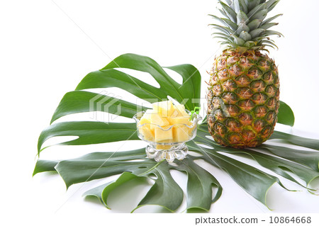 菠蘿和龜背竹 菠蘿和龜背竹 10864668