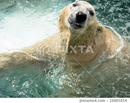 Polar bear Polar bear 10865054