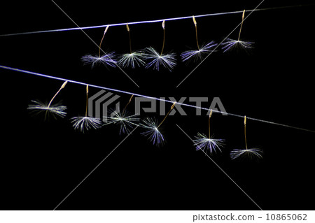 蒲公英藝術 蒲公英藝術 10865062