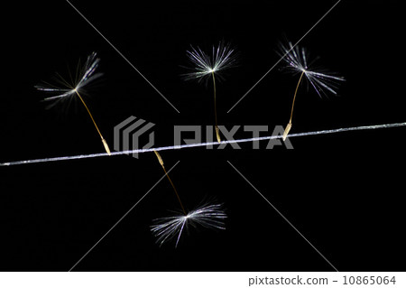 蒲公英藝術 10865064