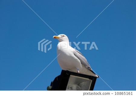 Seagull Seagull 10865161