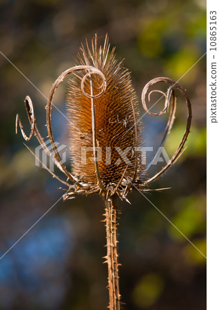 Common Thistle 10865163