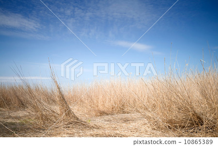 Uncommon fantastic landscape with deep blue sky and coastal dry reed 10865389