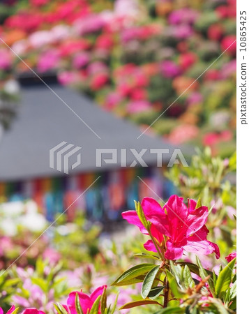 Shioba Kannon杜鵑花 10865425