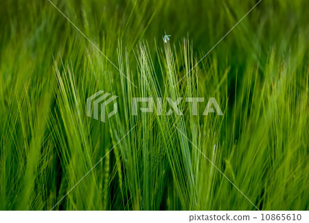 Rye Rye 10865610