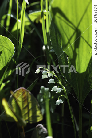 Suzuran位於日本最南端 10865674