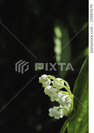 Suzuran位於日本最南端 10865676