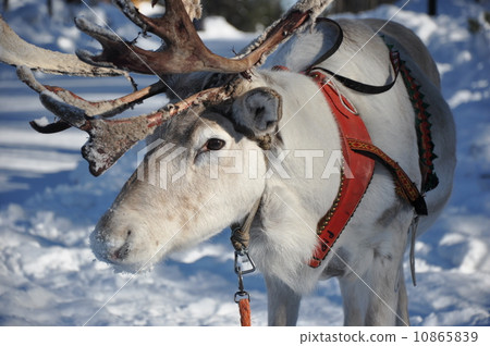 reindeer  10865839