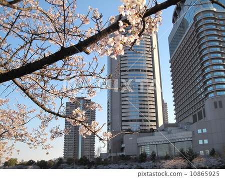 大阪櫻宮周圍的櫻花樹和摩天大樓 大阪櫻宮周圍的櫻花樹和摩天大樓 10865925