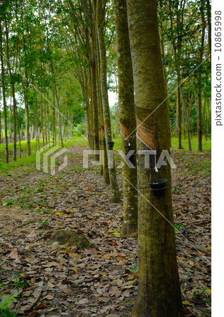 Rubber Tree (Hevea brasiliensis) in Malaysia Rubber Tree (Hevea brasiliensis) in Malaysia 10865998