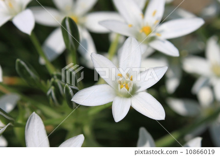 Oohuana的花朵 10866019