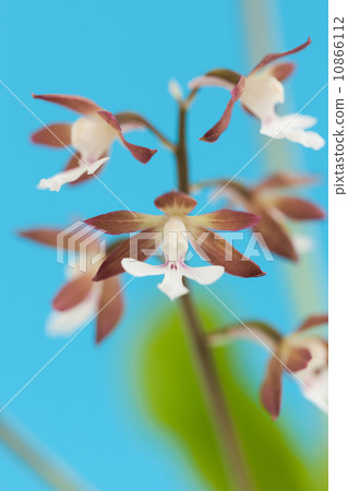 Ebine flowers 10866112