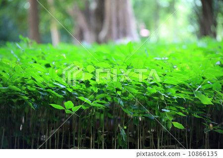 Afforest 10866135