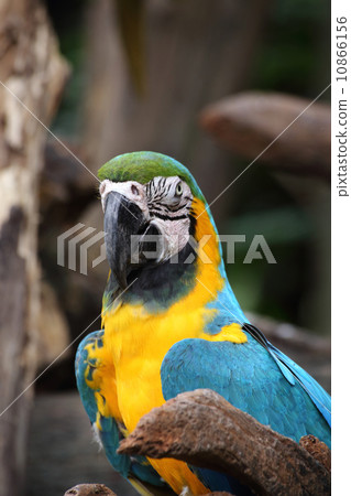 Blue and Gold Macaw Blue and Gold Macaw 10866156