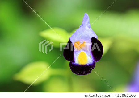 Wishbone Flower Wishbone Flower 10866160