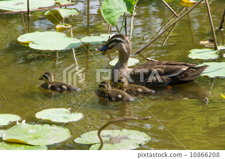 Karmala父親和兒子 Karmala父親和兒子 10866208