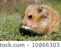Golden hamster 10866303