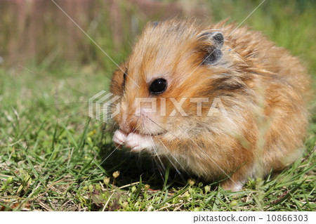 Golden hamster Golden hamster 10866303