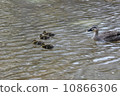Parent and child of kalgamo 10866306