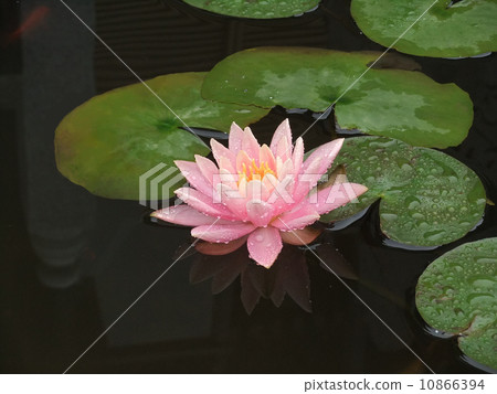 Sumadera寺百合 Sumadera寺百合 10866394