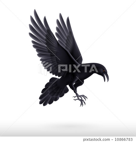 Black raven on white background 10866783