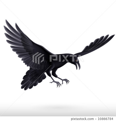 Black raven on white background 10866784