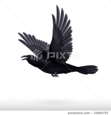Black raven on white background Black raven on white background 10866785