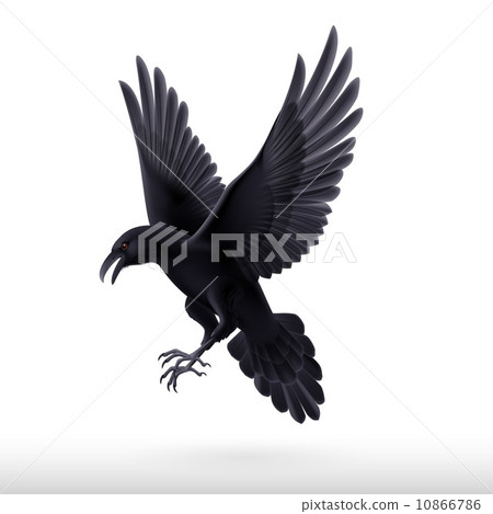 Black raven on white background 10866786