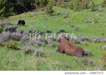 Spring Yellowstone National Park 10867372