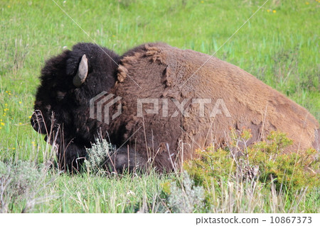 Spring Yellowstone National Park 10867373