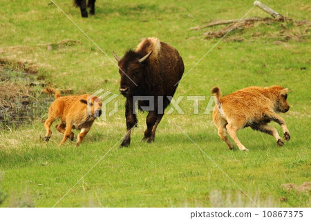 春天黃石國家公園 春天黃石國家公園 10867375