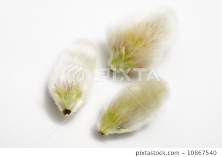 Pussy willows seed  10867540