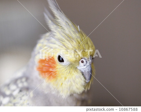 鸚鵡(珍珠)向上 鸚鵡(珍珠)向上 10867588