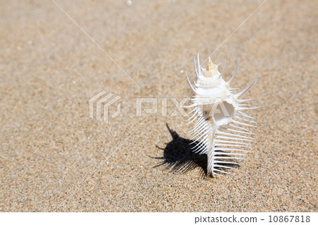 維那斯骨螺 10867818