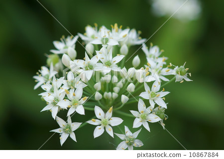 It is a pretty flower. 10867884